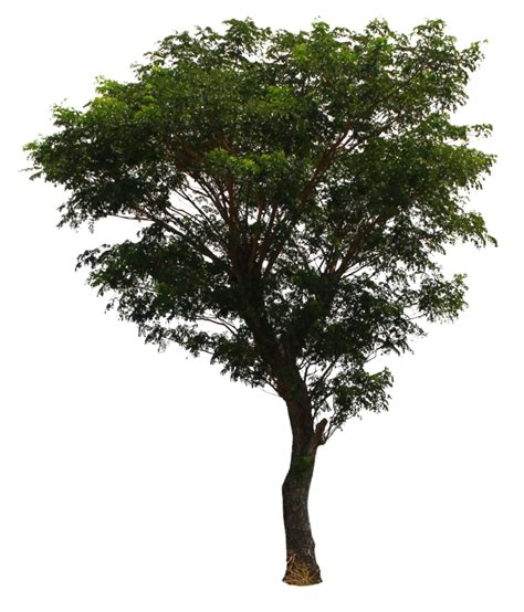 png tree|Png Tree Images .
